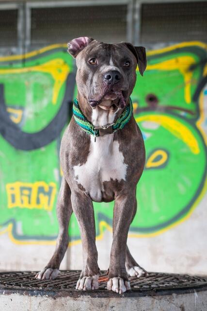 Wieder erschüttert eine Hundeattacke Österreich. | Foto: Pixabay