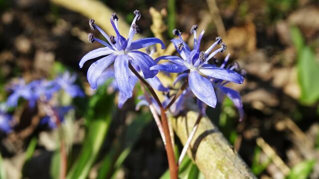 Blausterne an der Donau ... | Foto: © Silvia Plischek