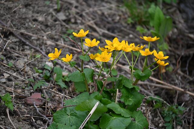 Sumpfdotterblumen
