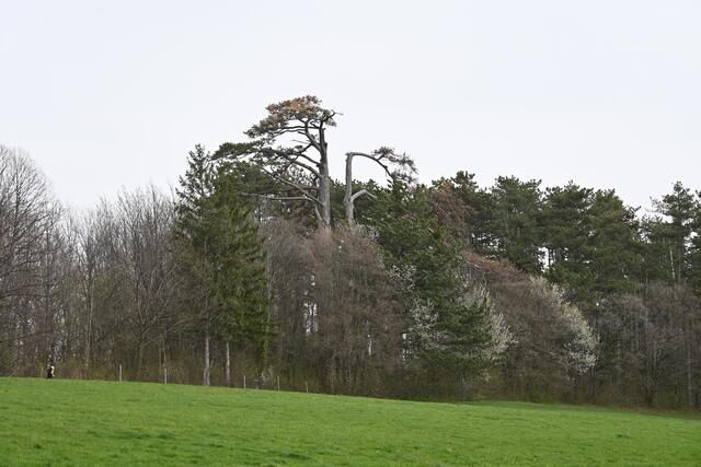 Der Vierbrüderbaum überragt alles
