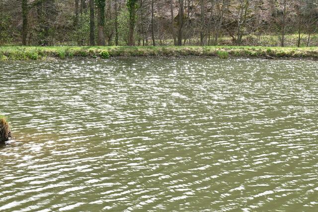 Außerdem sah ich da auch einen Reiher, eine Wasserschlange und einige Schmetterlinge, aber zum Fotografieren war ich zu langsam, bzw. flatterten nur herum.