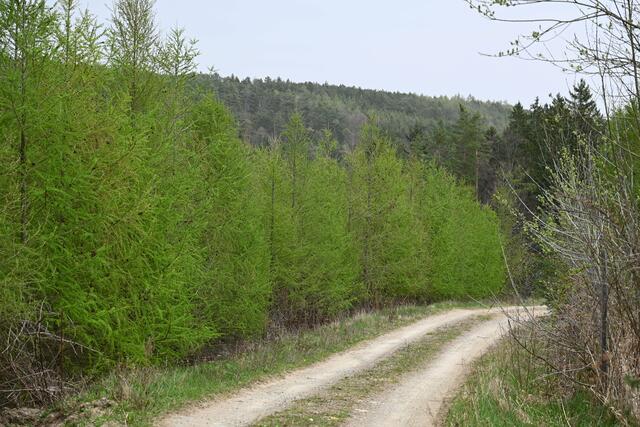 Frisches Grün der Lärchen
