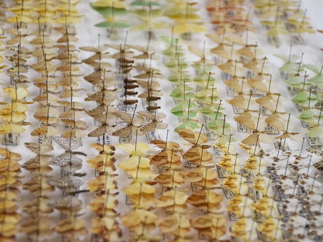 Insekten und andere wirbellose Tiere machen den größten Teil der Sammlung aus. | Foto: Land Tirol/Knabl