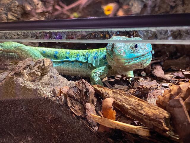 Foto: Alejandra Ortiz