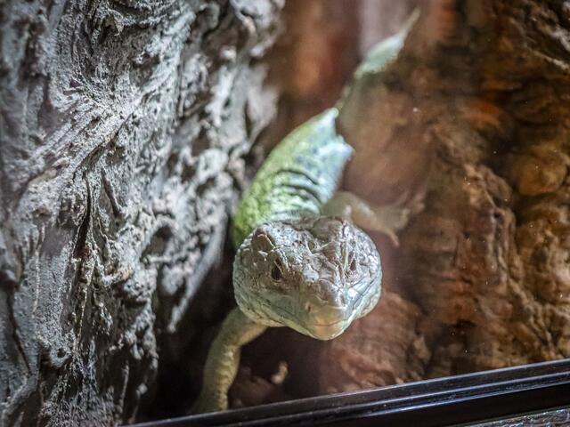 Foto: Alejandra Ortiz