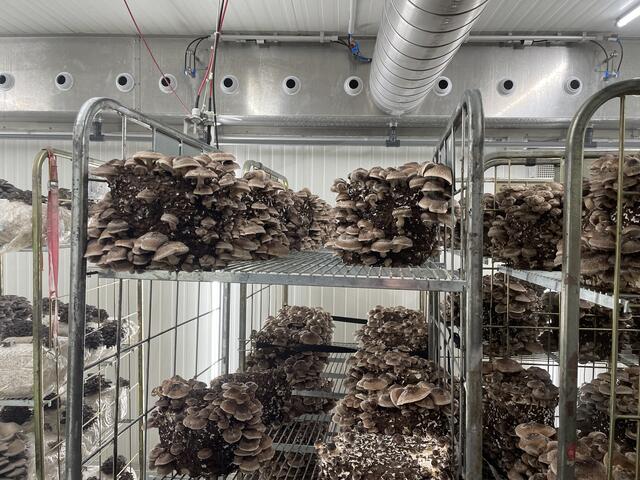  Shiitake | Foto: Rosa Besler