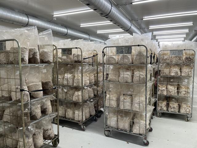 Pilze im Anfangsstadium.  | Foto: Rosa Besler