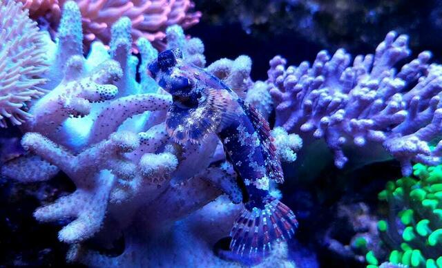 Augenfleckleierfische sind Meerwasserfische. | Foto: Renate Erlinger