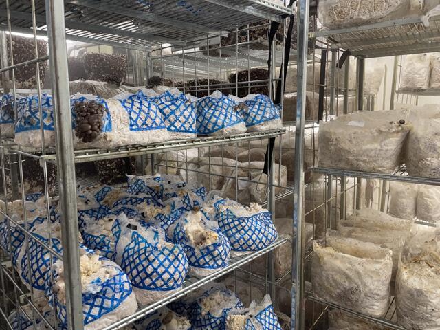 Die Pilze wachsen in verschiedenen Zyklusphasen.  | Foto: Rosa Besler