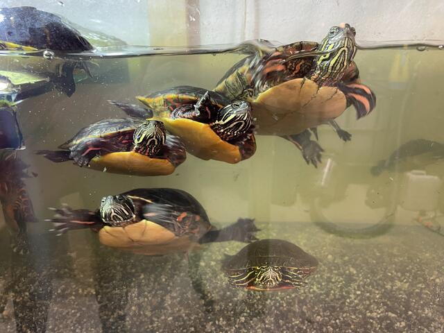 Die neugierigen Schildkröten, wollen bei Besuch nichts verpassen. | Foto: Victoria Edlinger