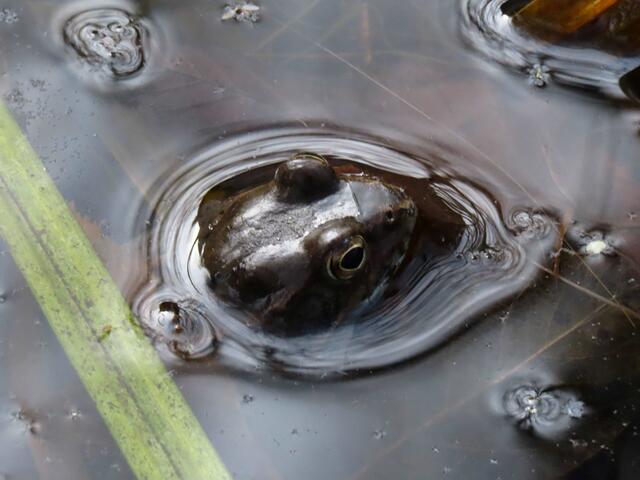 Foto: Alfred Schmutz