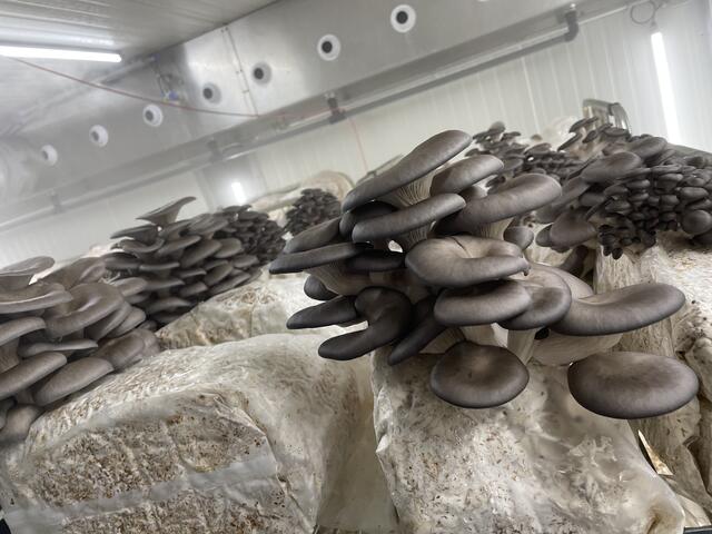 Austern-Seitlinge wachsen  in Kühlräumen. | Foto: Rosa Besler