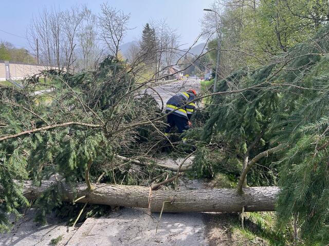 Auch durch den Föhnsturm umgestürzte Bäume mussten von den Feuerwehren entfernt werden. | Foto: BFVMZ 