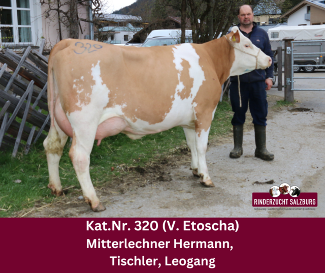 Die leistungsstarke Fleckvieh-Jungkuh vom Betrieb Hermann Mitterlechner, mit einem Tagesmelk von 40 Kilo, erzielte den Tageshöchstpreis. | Foto: Rinderzuchtverband Salzburg