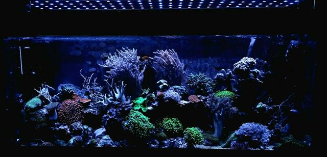 Beim Meerwasserbecken kommen zusätzliche Kosten wie etwa ein Heizstab der für eine passende Wassertemperatur sorgte sowie die passende Beleuchtung. | Foto: Renate Erlinger