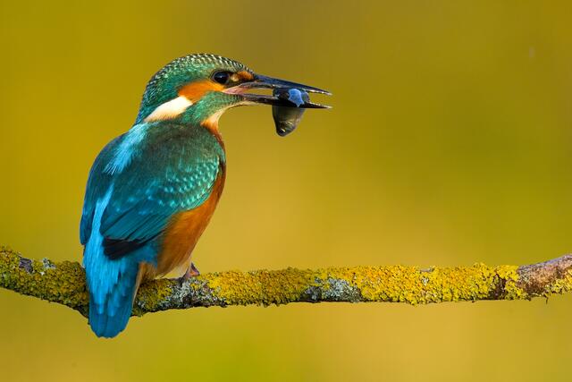 Der Eisvogel zählt zu den Stars der Flora und Fauna des Parks.  | Foto: Michael Tiefenbach