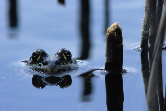 Der Naturschutzbund kann dieses Jahr sein 111 Jubiläum feiern. Dazu gibt es in ganz Österreich Events und Veranstaltungen. | Foto: Naturschutzbund/Hofrichter