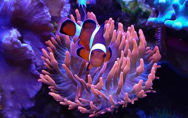 Clownfisch in seiner Anemone.  | Foto: Renate Erlinger