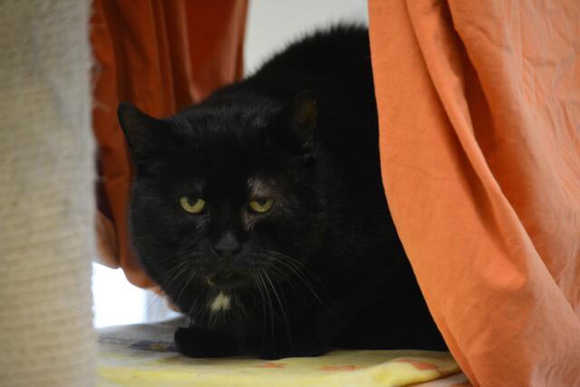 Dorian sucht ein Zuhause mit Freigang. | Foto: TSV St. Pölten