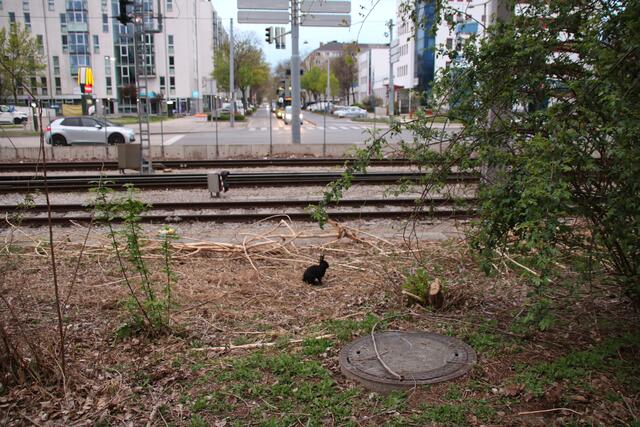 Direkt neben den Gleisen und Verkehr – die Kaninchen scheint so gut wie nichts aus der Ruhe zu bringen. | Foto: Kathrin Klemm