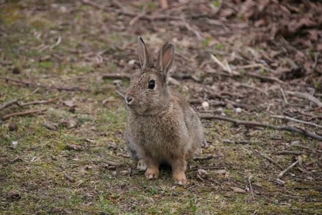 Dutzende Kaninchen nennen den Treppelweg ihr Zuhause. Beim Veterinäramt spricht man bereits von einer natürlichen Population.  | Foto: Kathrin Klemm
