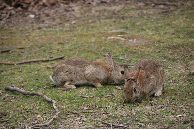Sie leben entlang der Wege in den Wiesen und Flächen am Handelskai: Kaninchen. | Foto: Kathrin Klemm