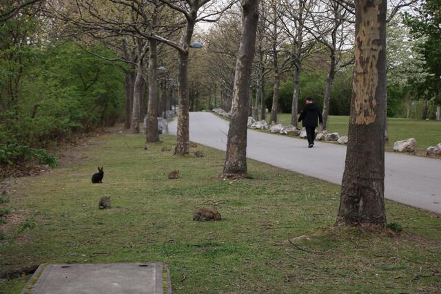Spaziergehende und Kaninchen begegnen sich am Treppelweg. | Foto: Kathrin Klemm