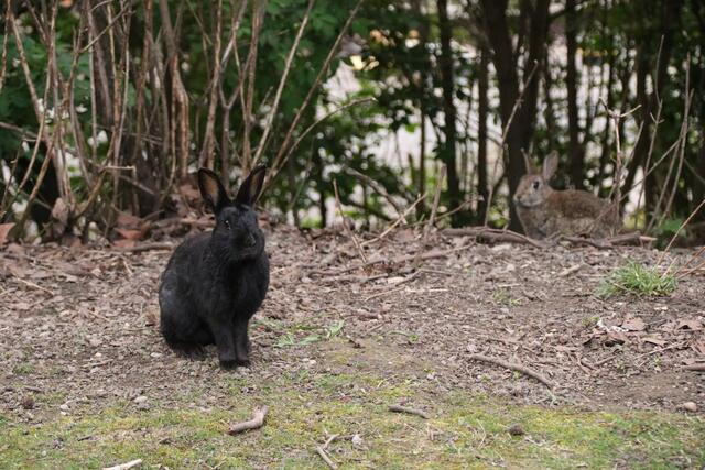 Seelenruhig bleiben die Tiere entlang der Wege sitzen. | Foto: Kathrin Klemm