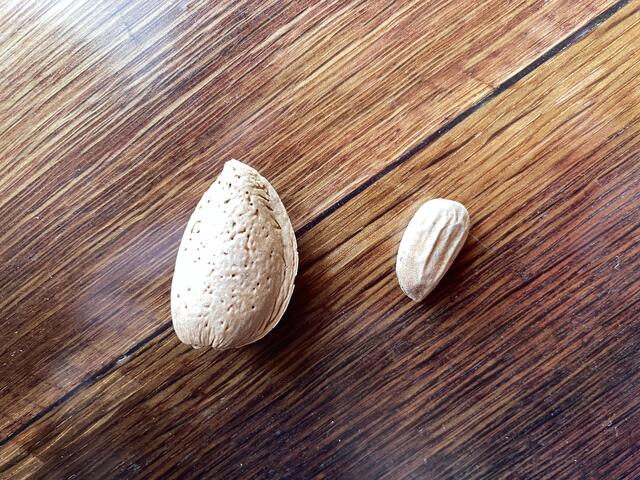 Die Mandel mit Schale (links) und die ausgelöste Frucht (rechts). Rund zwei Drittel der Mandel sind Schalenmaterial. | Foto: RegionalMedien Steiermark/Barbara Vorraber