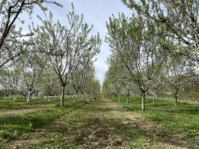 Auf der Plantage leben 1200 Mandelbäume. | Foto: RegionalMedien Steiermark/Barbara Vorraber
