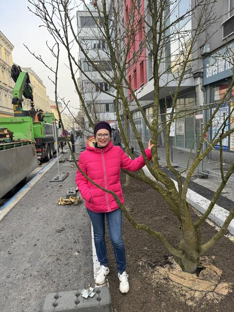 Aktuell wird die Baumpflanzoffensive in der Schillerstraße und der Scharitzerstraße umgesetzt. Als nächstes hat sich Stadträtin Eva Schobesberger (Grüne) das Gebiet rund um die Herz-Jesu-Kirche vorgenommen. | Foto: Stadt Linz