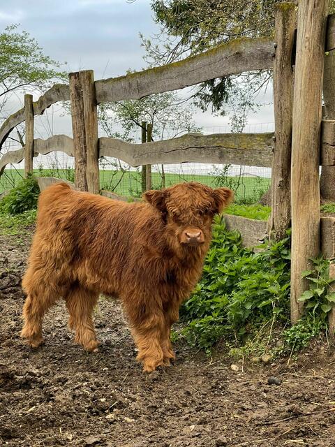 Nachwuchs bei den schottischen Hochlandrindern. | Foto: Tierpark Haag