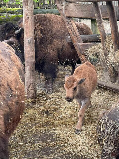 Bisonbaby im Tierpark Haag. | Foto: Tierpark Haag