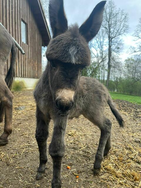 Zwergeselchen im Tierpark Haag | Foto: Tierpark Haag