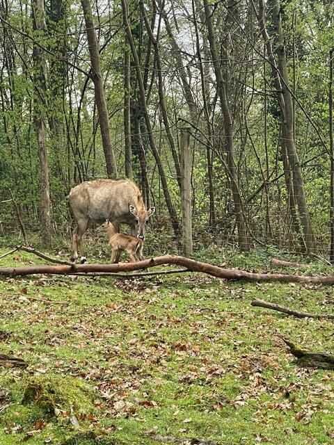 Nilgauantilopen im Tierpark Haag | Foto: Tierpark Haag