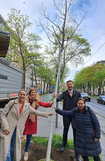 (v.l.) Die Vorsitzende des Umweltausschusses, Sophie Valtiner (ÖVP), mit Bezirksvorsteher-Stellvertreterin Lucia Grabetz (SPÖ), Bezirkschef Markus Figl (ÖVP) und Valtiners Stellvertreterin Evelyn Blau (Grüne) vor einem neu gepflanzten Baum. | Foto: BV 1
