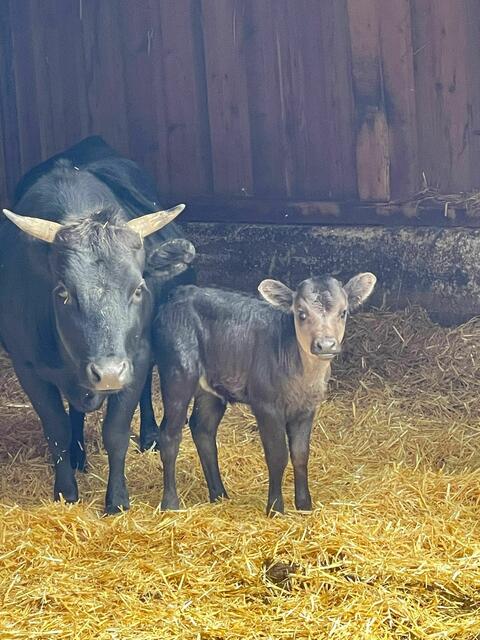 Nachwuchs bei den Zwergrindern im Tierpark Haag | Foto: Tierpark Haag