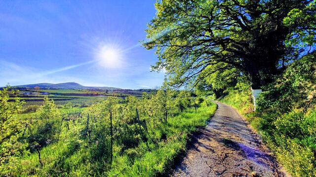 Einfach schön ist es wenn es bei uns warm ist und der Frühling seine Blüten zeigt (Aufnahme von 2021) | Foto: Philipp Steinriegler
