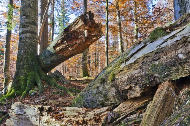 Tag der Wildnis in Lunz am See: Experten gaben beim Symposium im Haus der Wildnis Auskunft. | Foto: Theo Kust/imagefoto.at