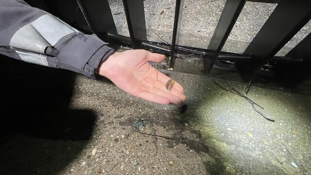 Bei der stillgelegten Turbine findet man auch Muscheln. Dies spricht laut dem Experten für eine gute Wasserqualität. | Foto: Kathrin Klemm/RMW