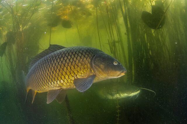 Foto: Popp und Hackner/Wiener Wildnis