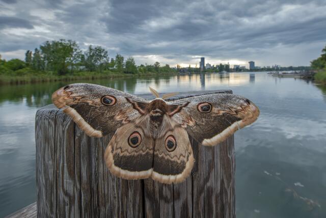 Foto: Popp und Hackner/Wiener Wildnis