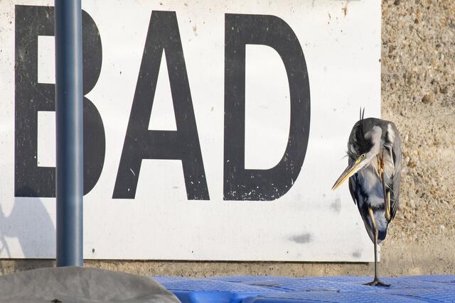 Foto: Popp und Hackner/Wiener Wildnis