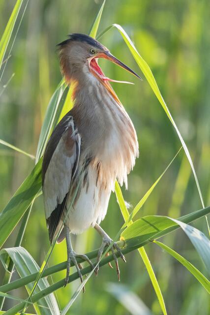 Foto: Popp und Hackner/Wiener Wildnis