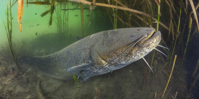 Foto: Popp und Hackner/Wiener Wildnis