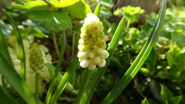 Die eindrucksvollste Blüte fand 2024 hauptsächlich im März sowie in der ersten April-Woche statt. ... | Foto: © Silvia Plischek