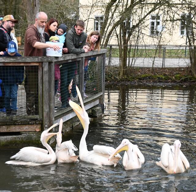 Tierpfleger Andreas füttert die Pelikane