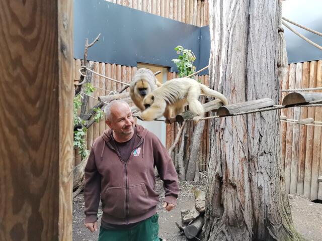 Harald wird von den Brüllaffen untersucht.