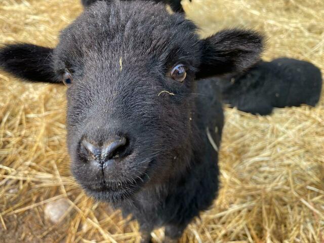 Ich sehe euch. 
Quessantschaf