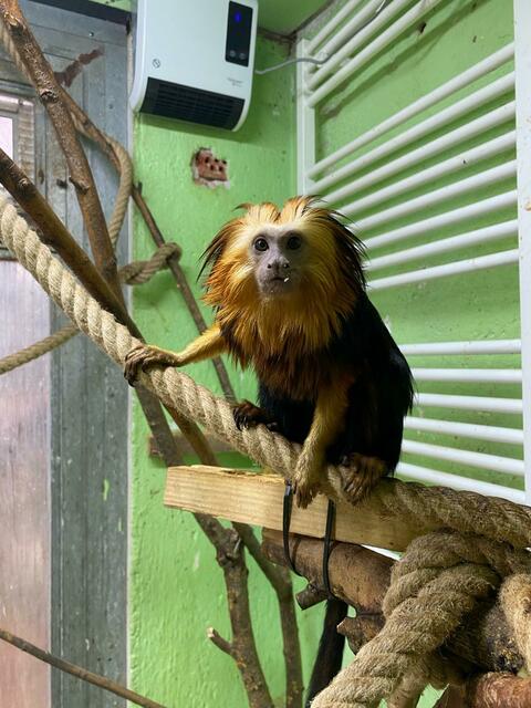 Goldkopflöwen Äffchen